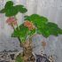 Planta sticla